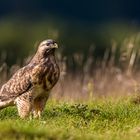 Little Eagle Portrait