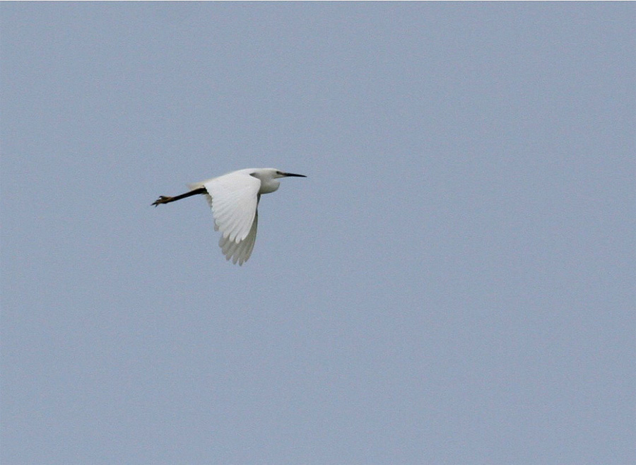 Little Egret