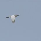 Little Egret