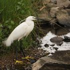 Little Egret