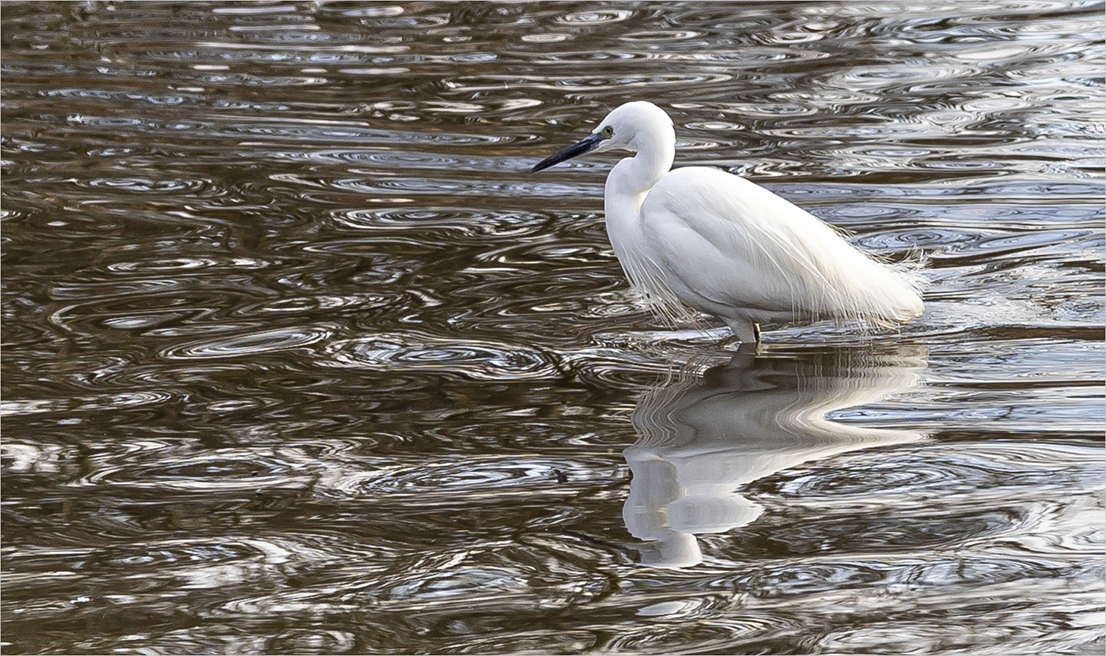 Little Egret