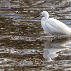 Little Egret