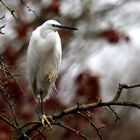 Little Egret.