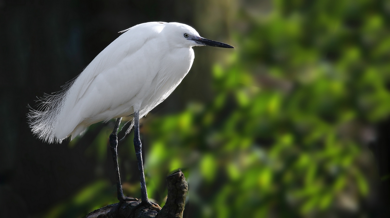 Little Egret