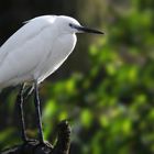 Little Egret