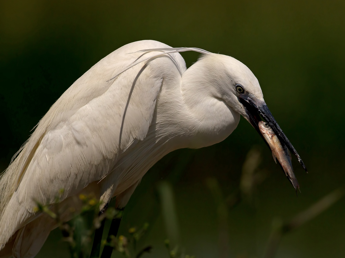 Little Egret at breakfast