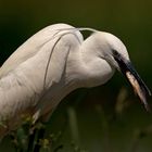 Little Egret at breakfast