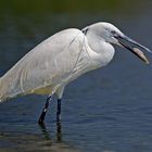 Little Egret