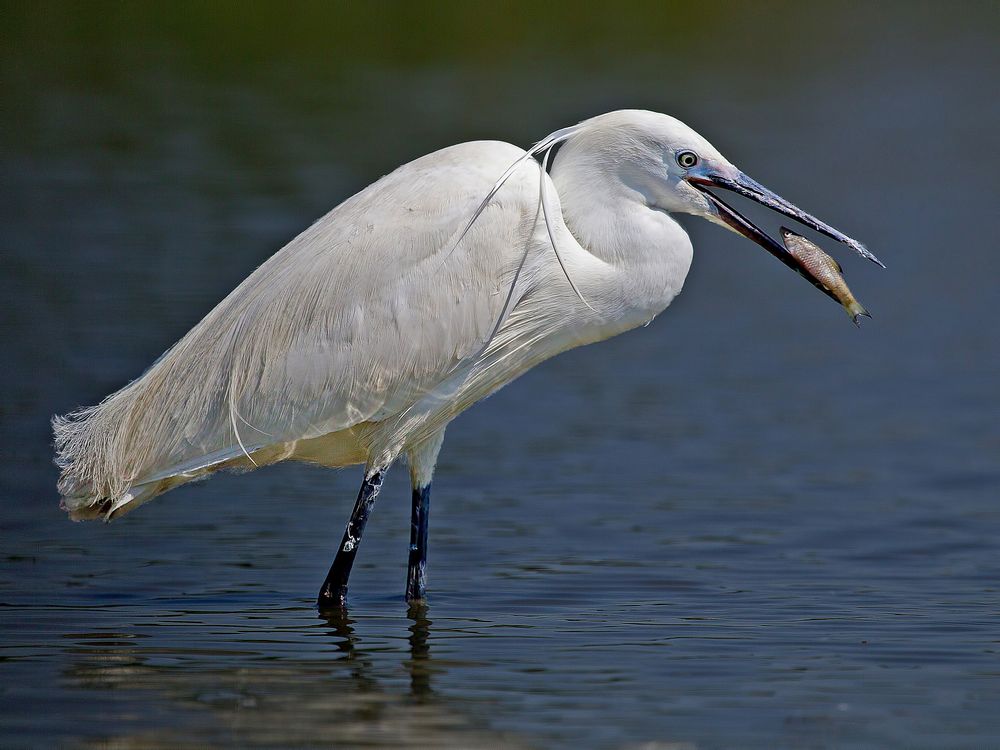 Little Egret