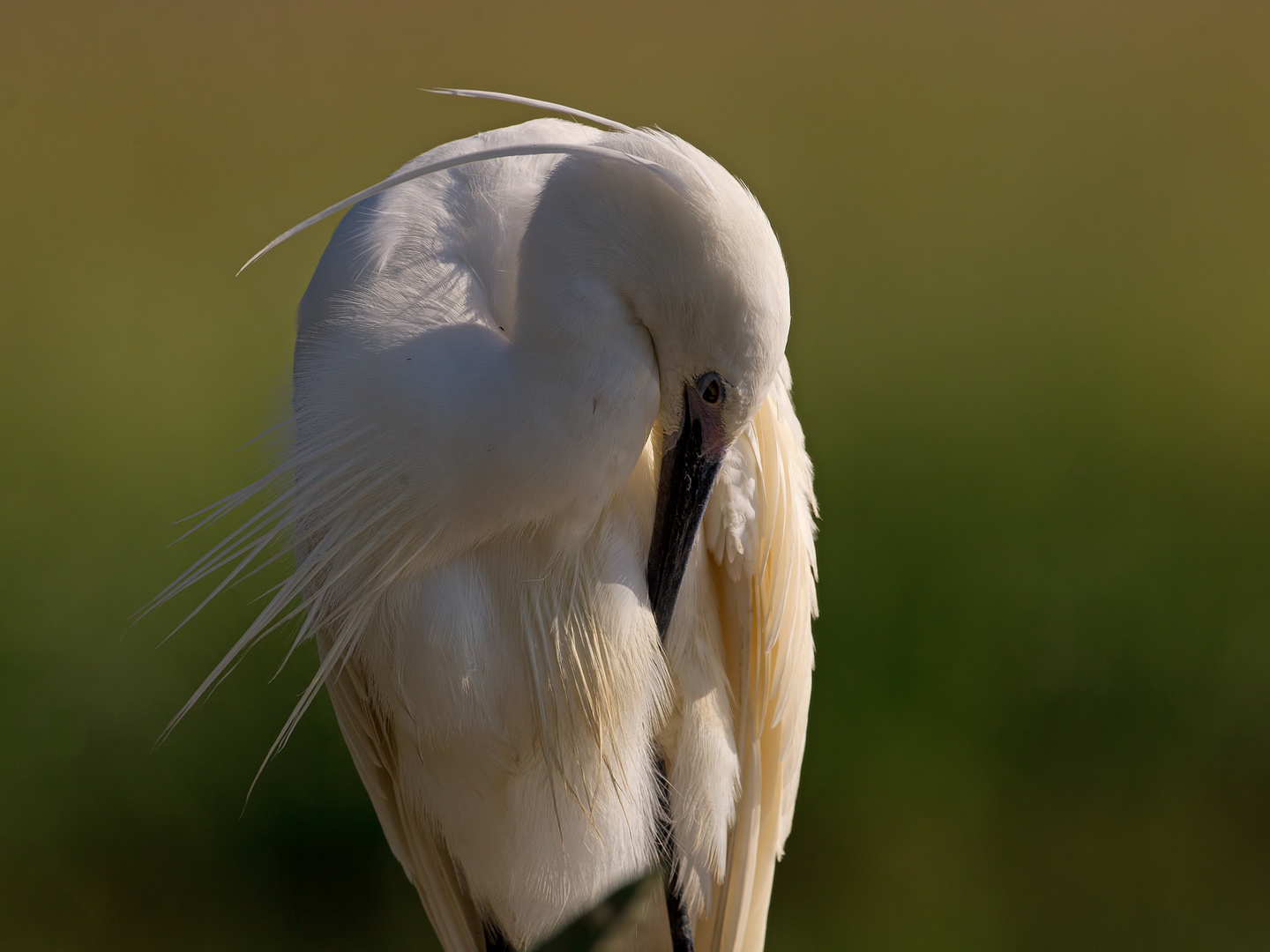 Little Egret