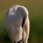 Little Egret