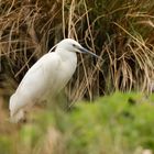 Little Egret