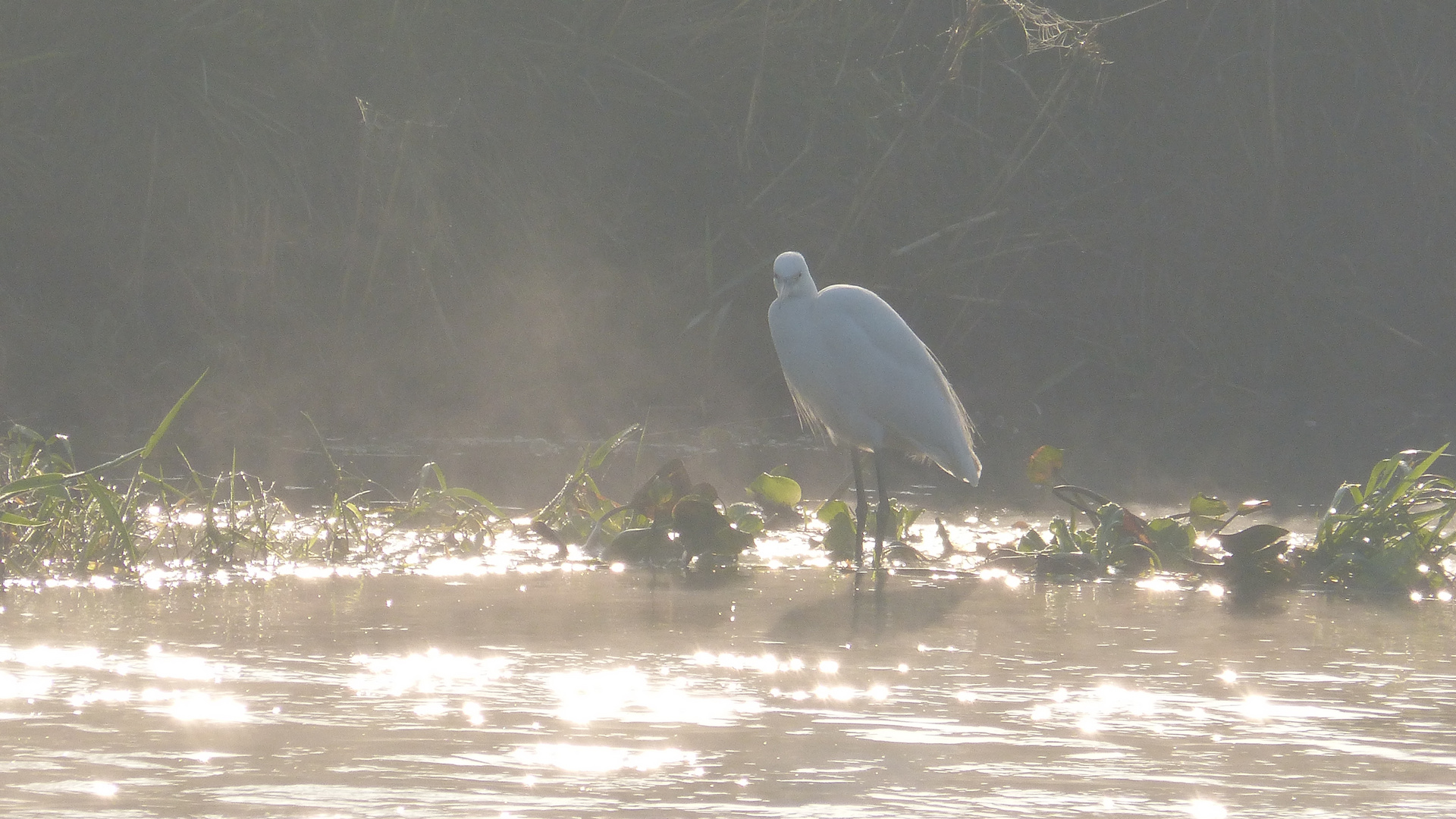 little egret early in the morning