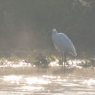 little egret early in the morning