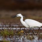 Little Egret - Egretta garzetta