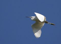 Little Egret (Egretta garzetta)