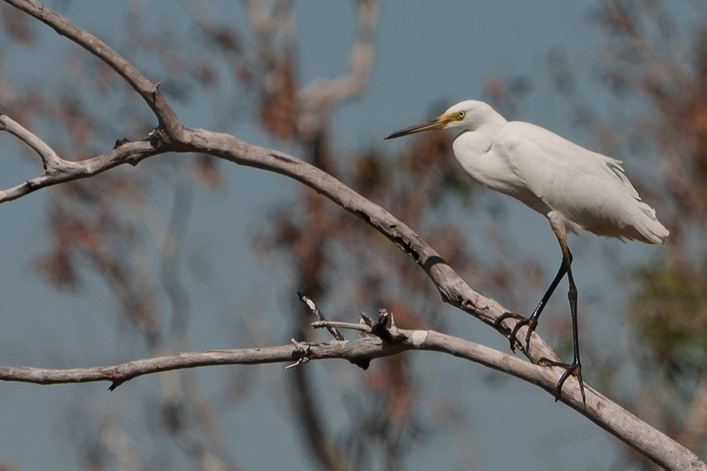 Little Egret