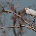 Little Egret