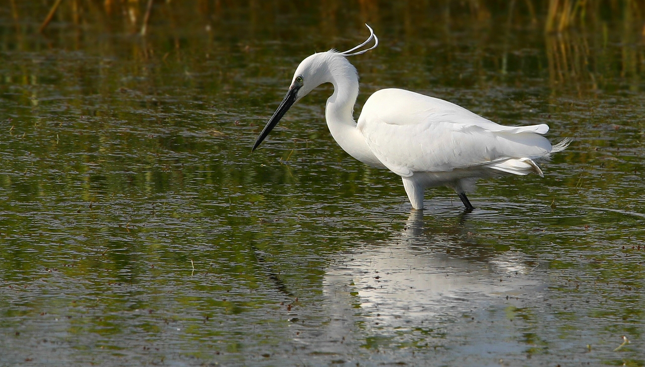 Little Egret