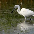 Little Egret