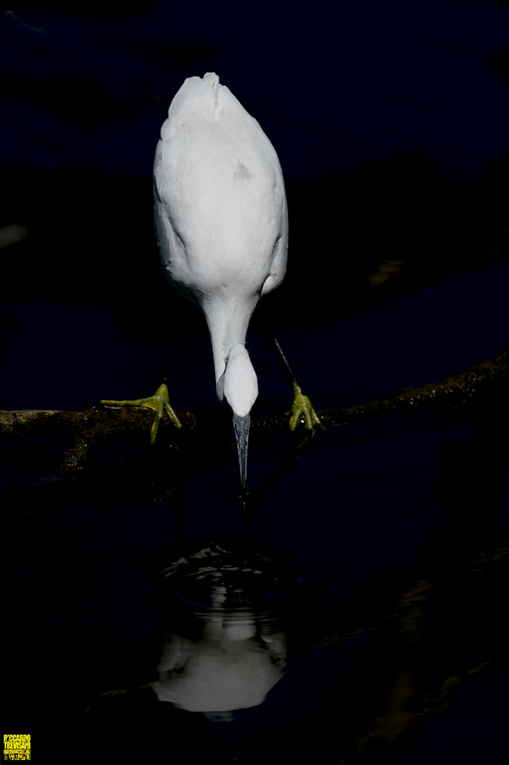 little egret in the mirror