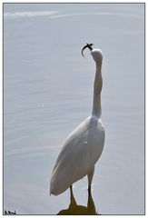 Little egret with fish