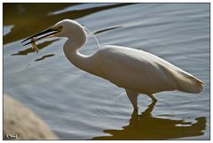 Little egret with fish II