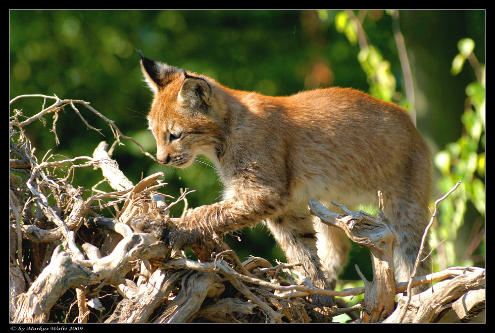 Little explorer I