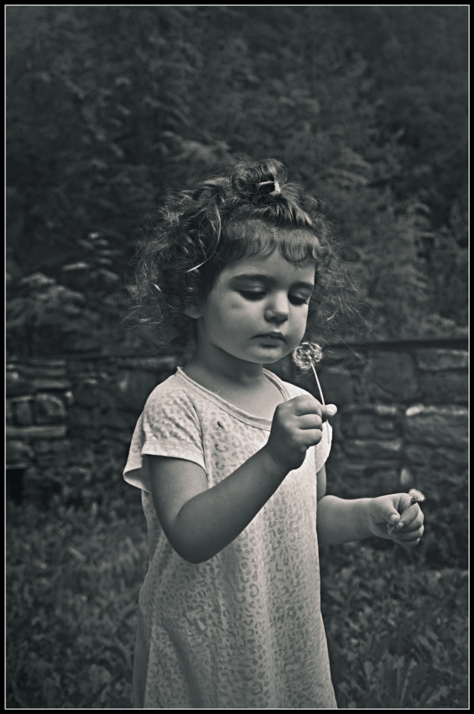 Little fairy of dandelions