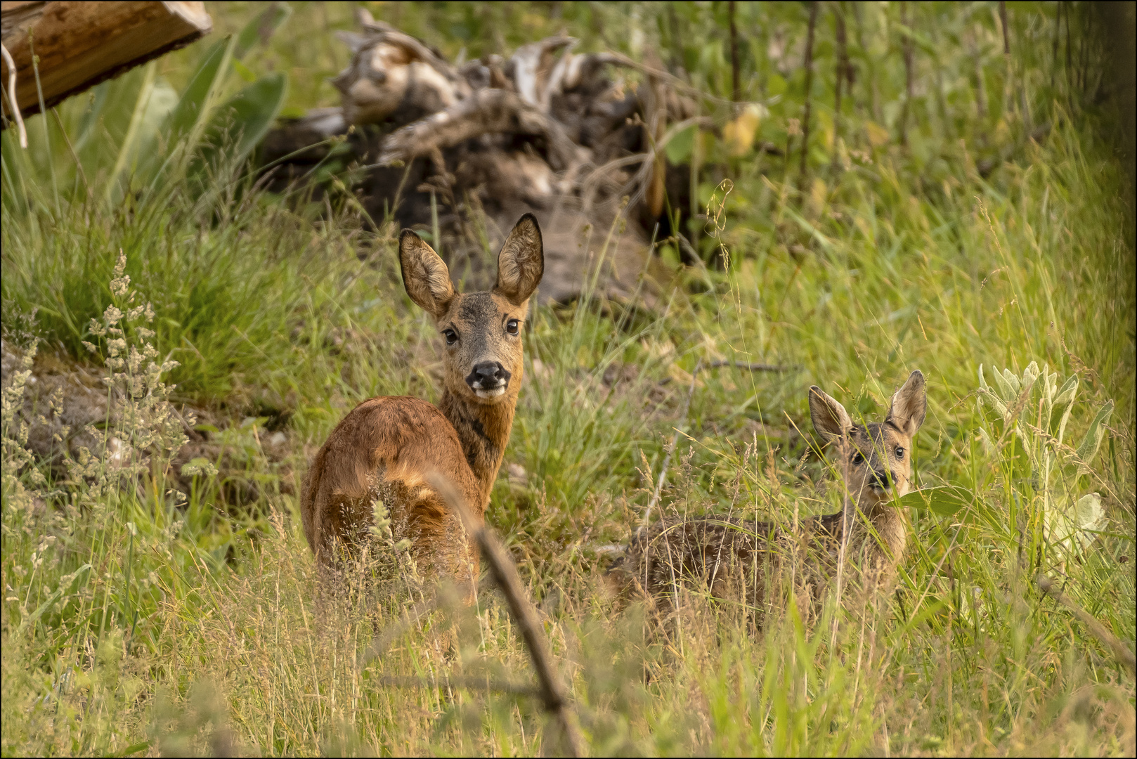 Little Family...