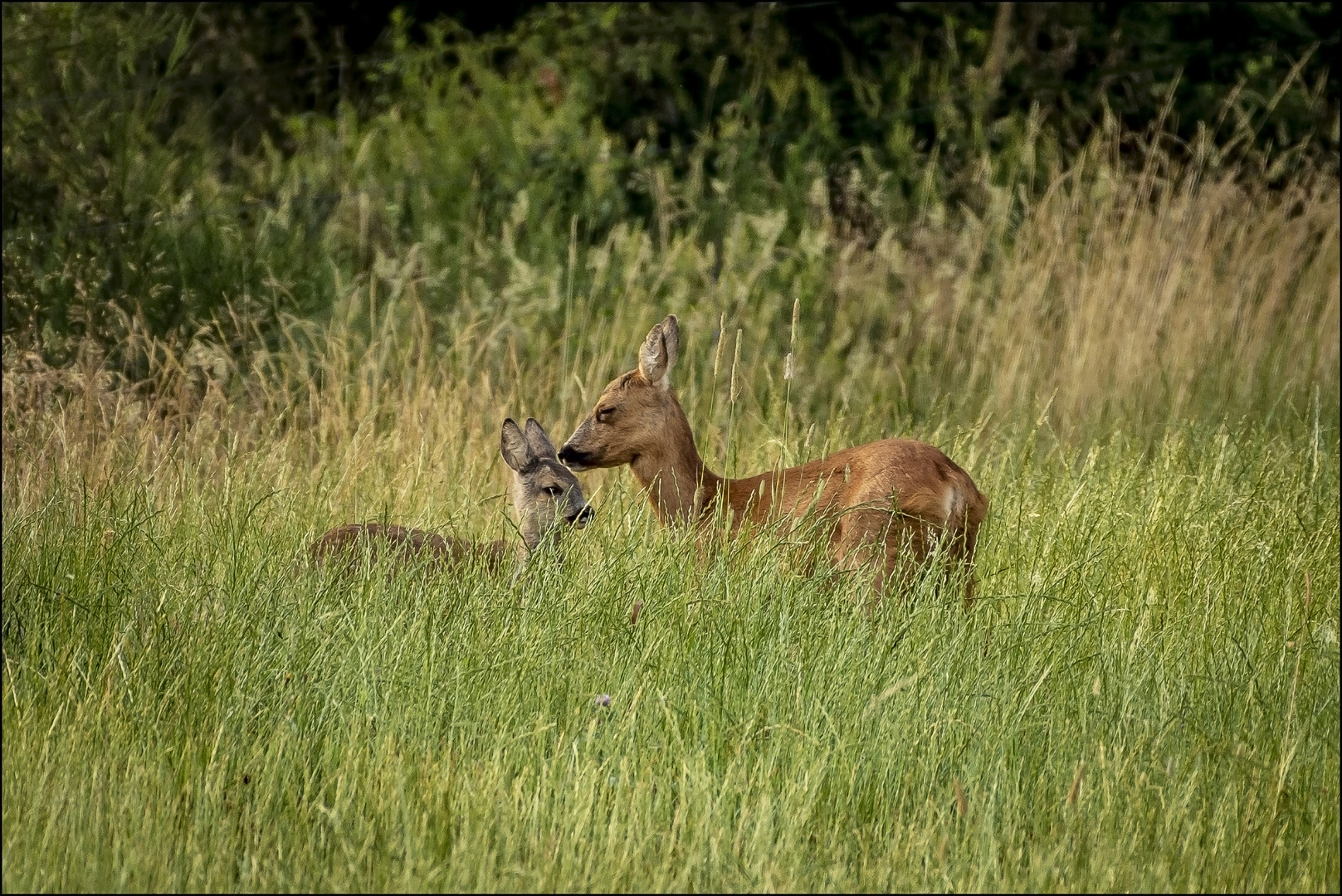 Little Family...