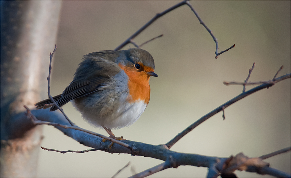 Little feather ball