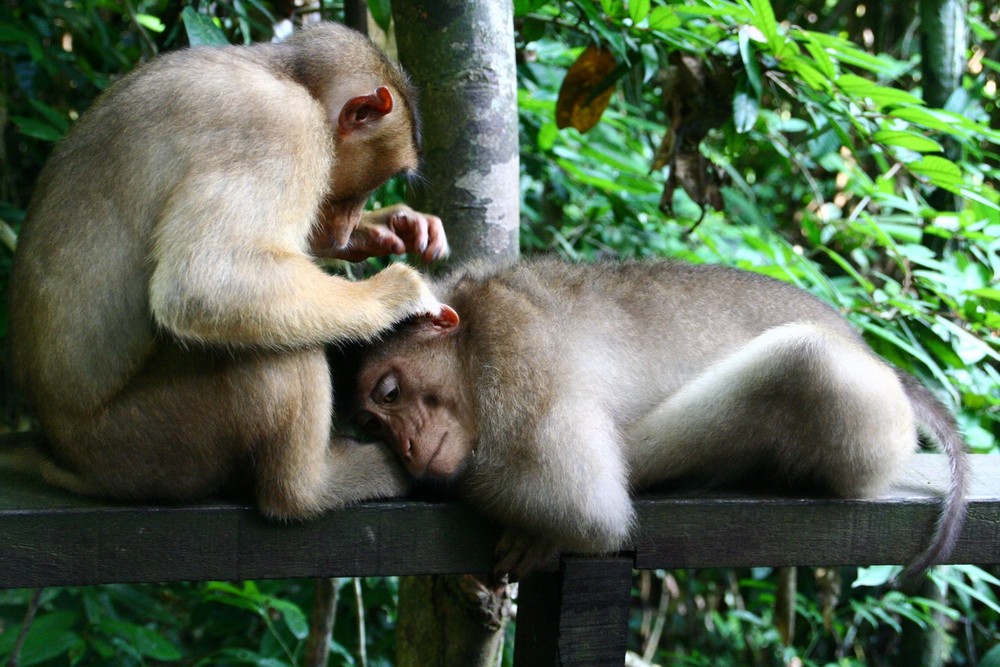 Little fellows while walking in Borneo