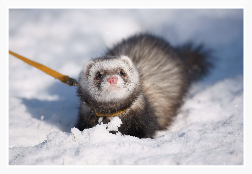 Little Ferret Maja