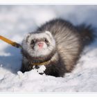 Little Ferret Maja