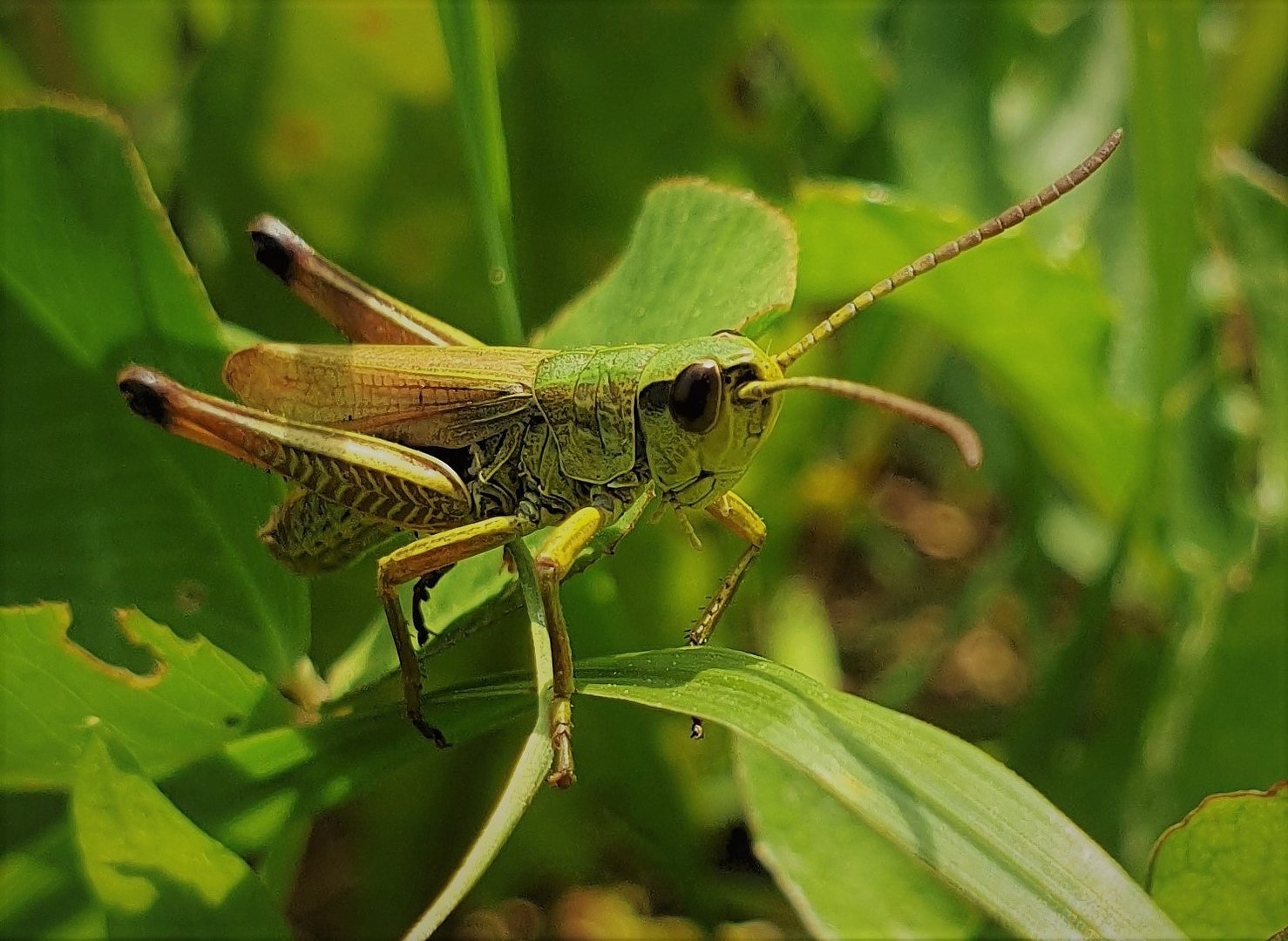 Little Flirt.............2cm pure Nature!