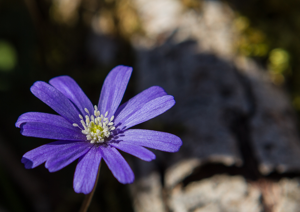 Little Flower