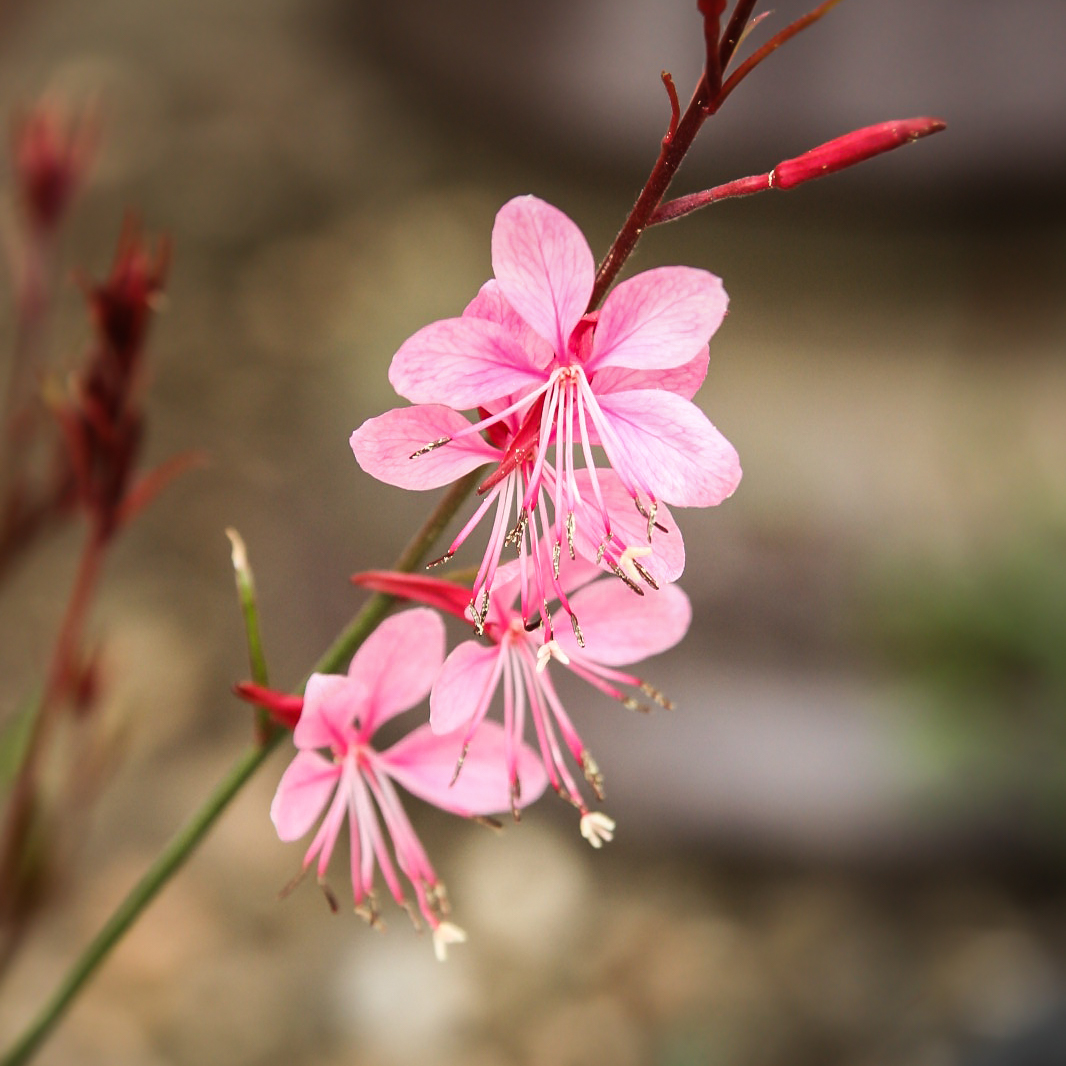 little flower