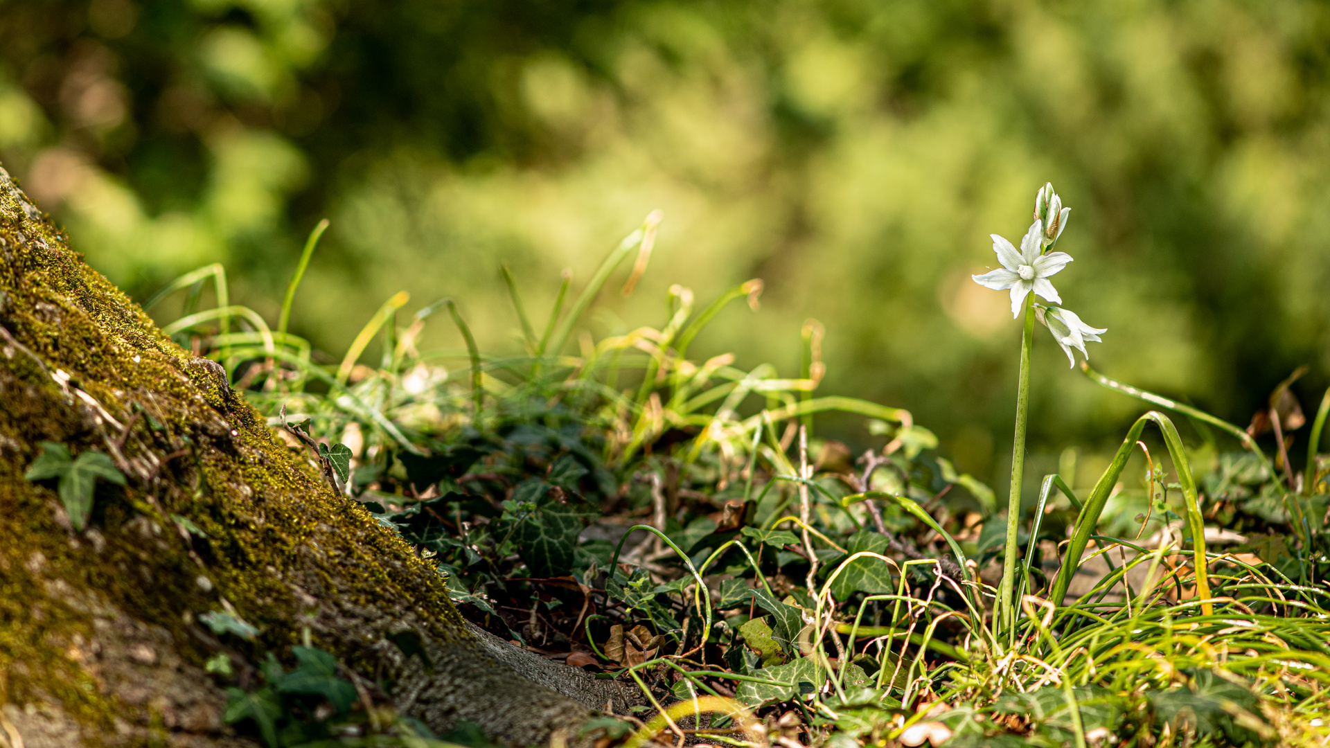 Little flower beside tree