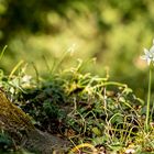 Little flower beside tree