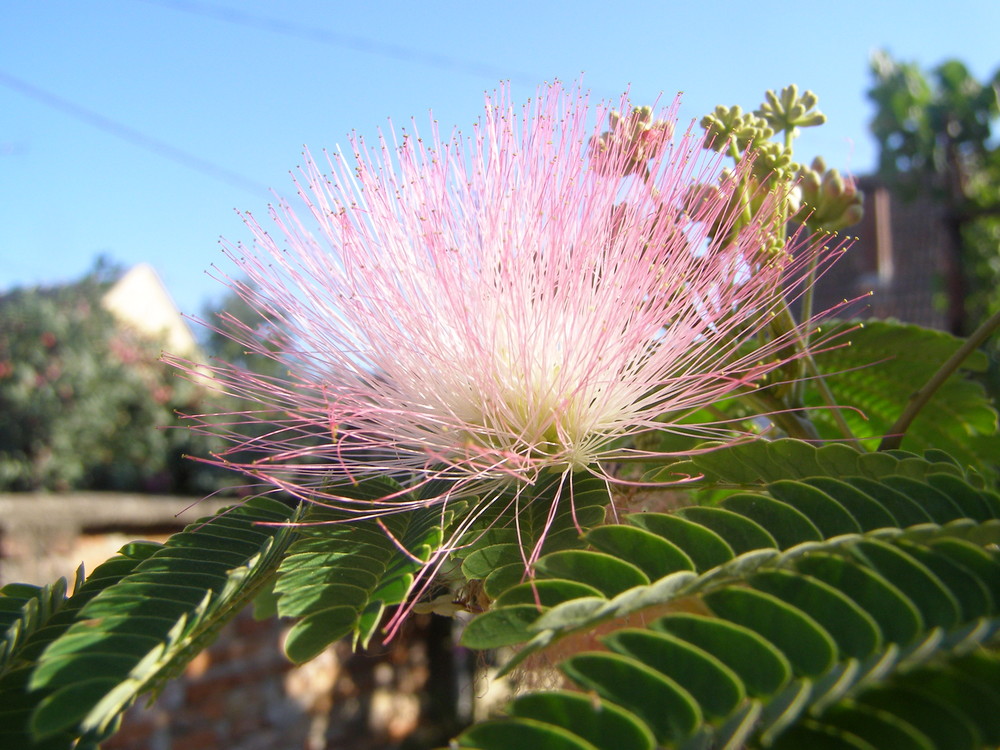 Little flower on a little tree