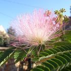 Little flower on a little tree