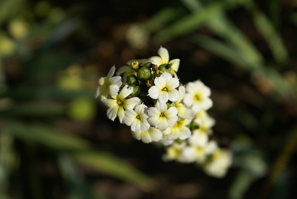 Little Flowers