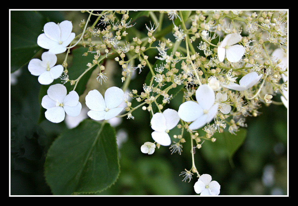 Little flowers