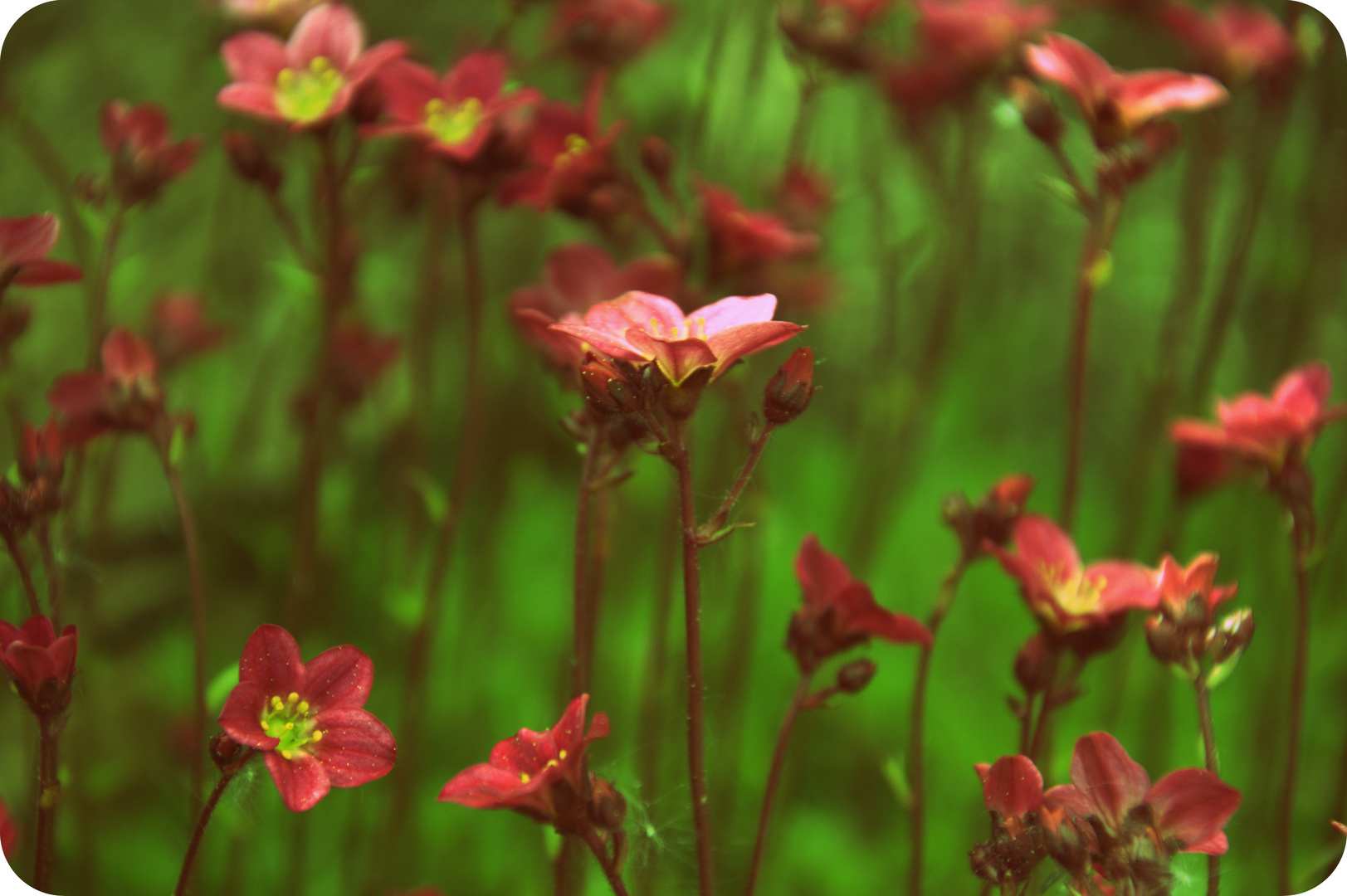 Little Flowers