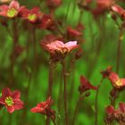 Little Flowers