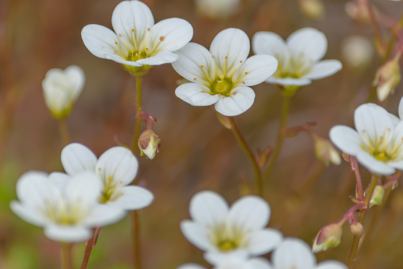 little flowers III