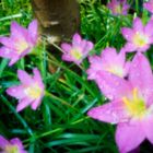 Little Flowers - Skink Pinhole Pancake