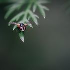 little fly