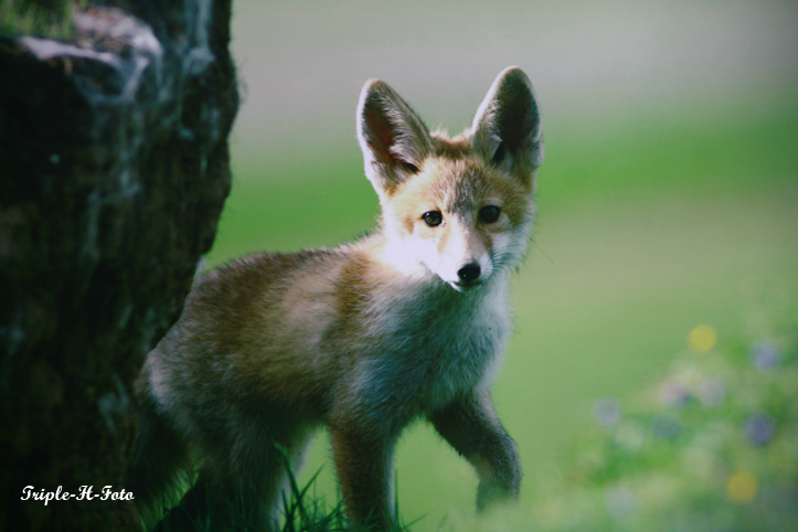 Little Fox